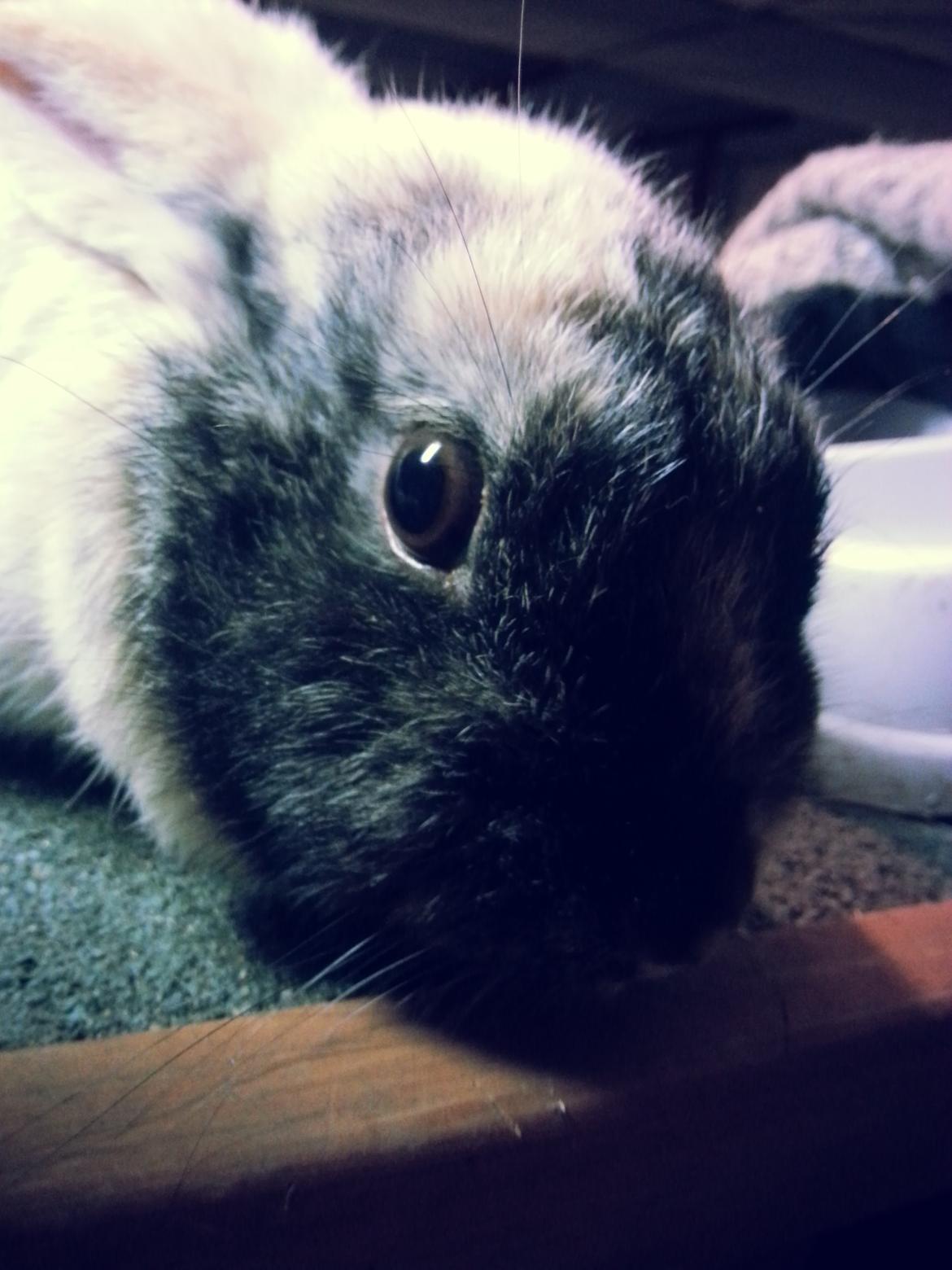 Kanin <3 Mulle <3 - Hyggedag med Mulle-Pigen <3 billede 3