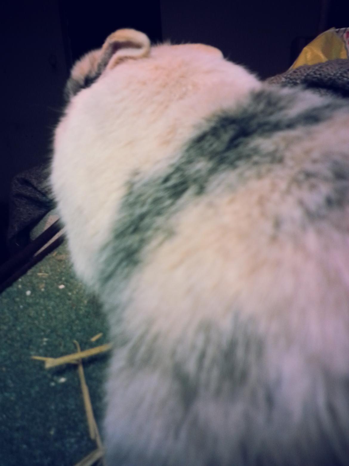 Kanin <3 Mulle <3 - Skønne Mulle tøsen  billede 5