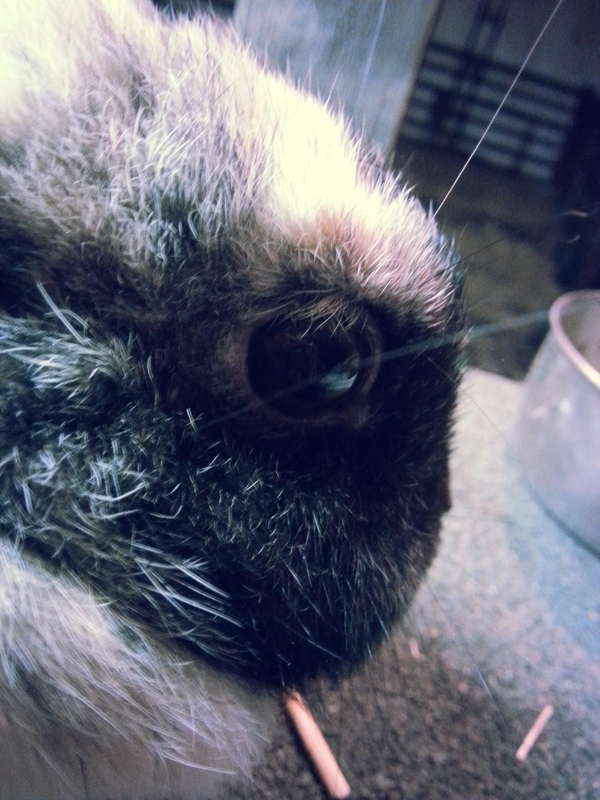 Kanin <3 Mulle <3 - <3 <3  billede 6