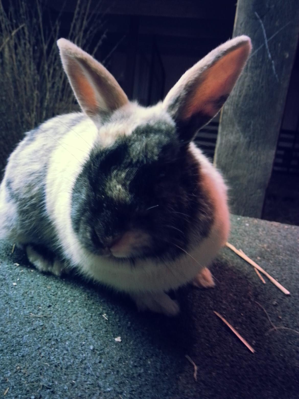 Kanin <3 Mulle <3 - Hyggedag med Mulle tøsen <3 billede 7