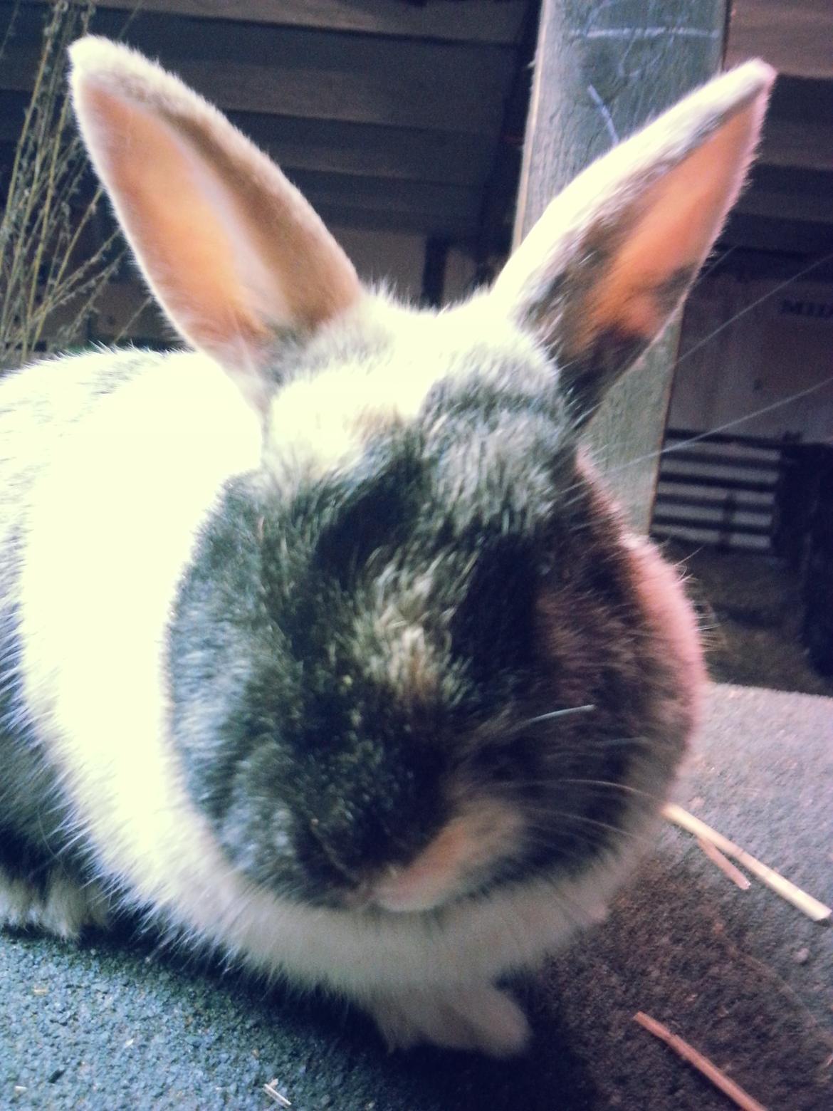 Kanin <3 Mulle <3 - <3 billede 8