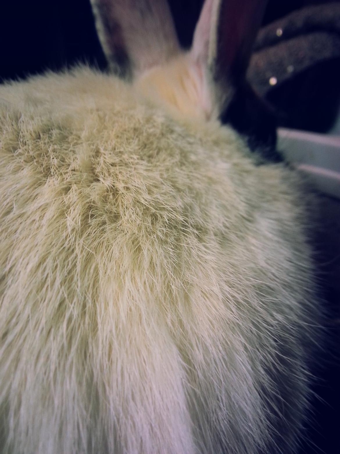 Kanin <3 Mulle <3 - Tøsen <3 <3 billede 9