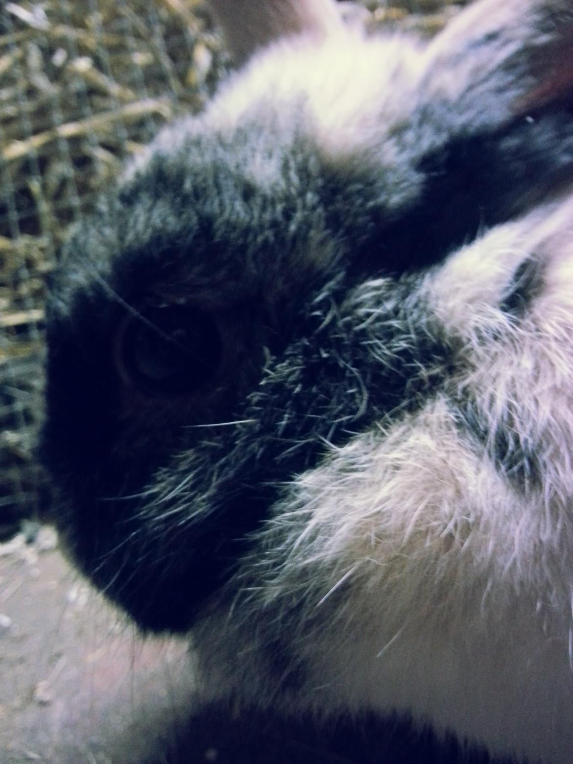 Kanin <3 Mulle <3 - <3 billede 10