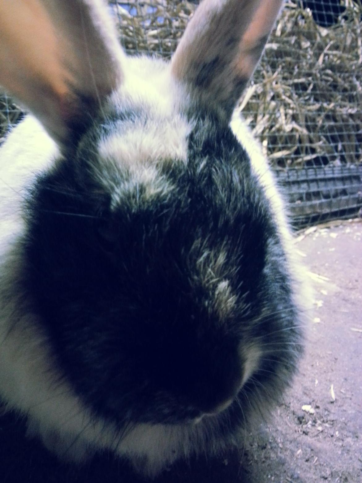 Kanin <3 Mulle <3 - <3  billede 11