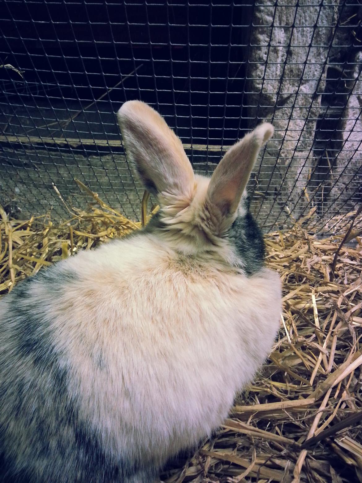 Kanin <3 Mulle <3 - Mulle i Løbegården billede 12