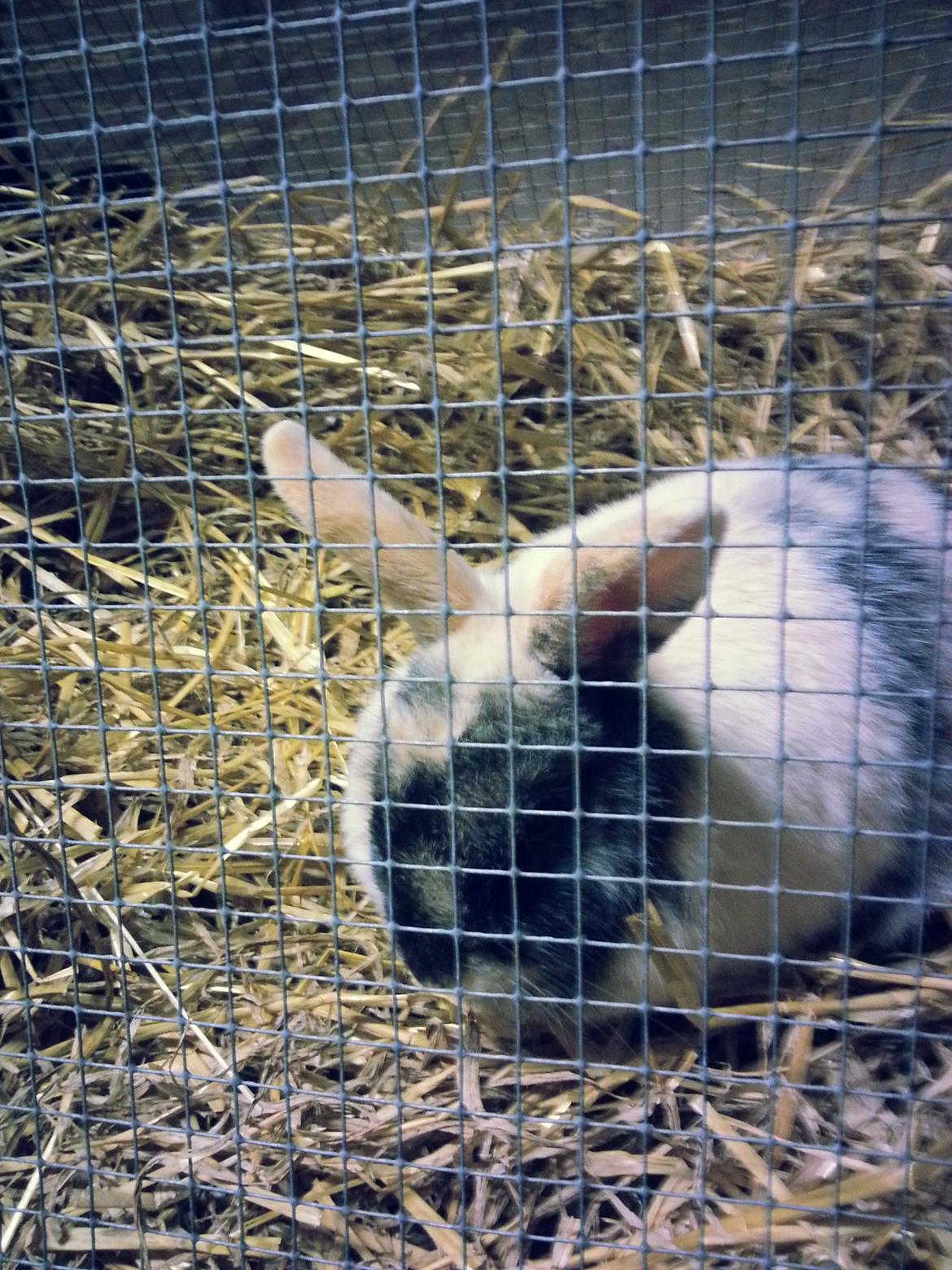 Kanin <3 Mulle <3 - Mulle løbe gården billede 13