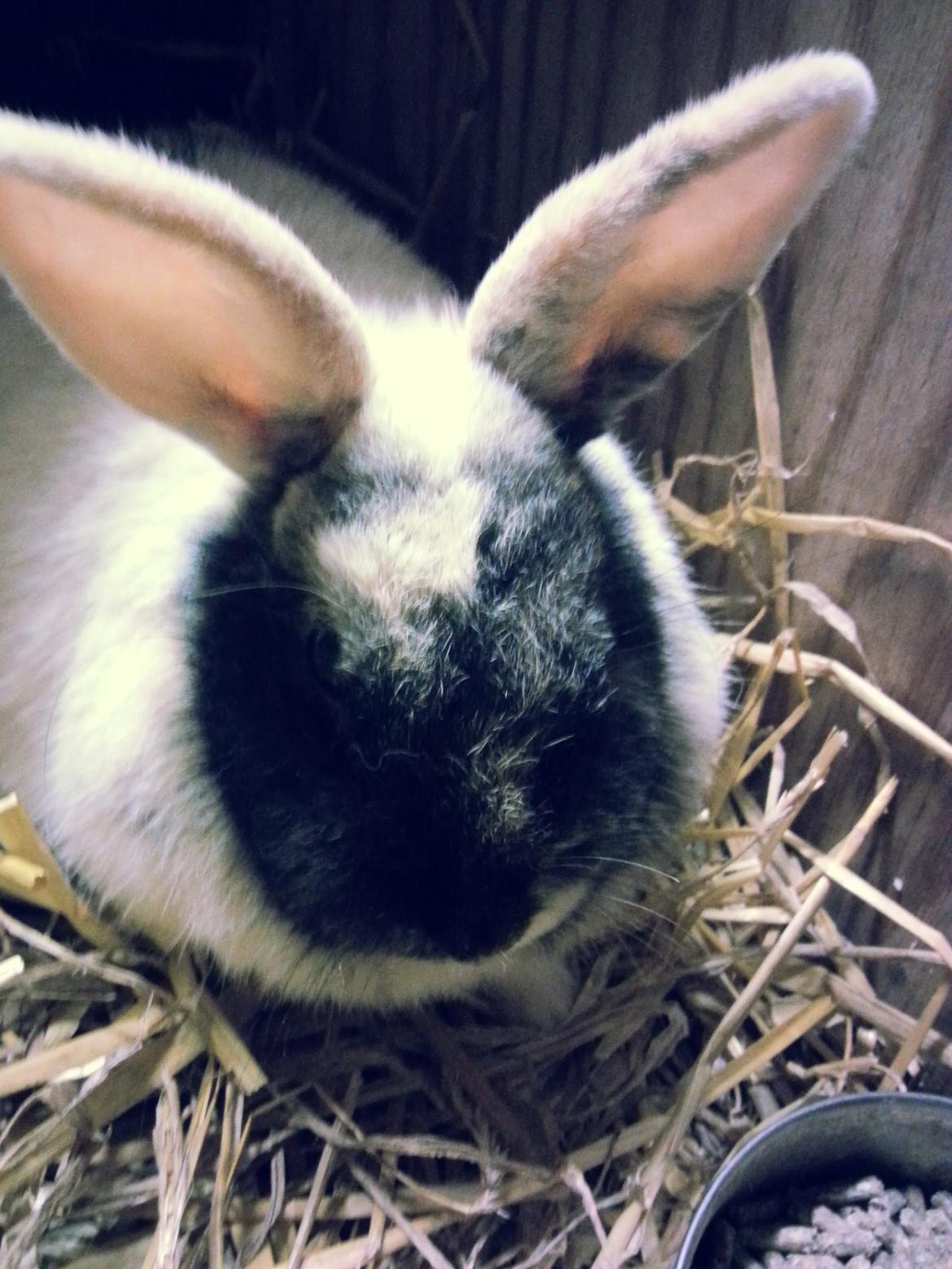 Kanin <3 Mulle <3 - Mulle i løbegården  <3 billede 14