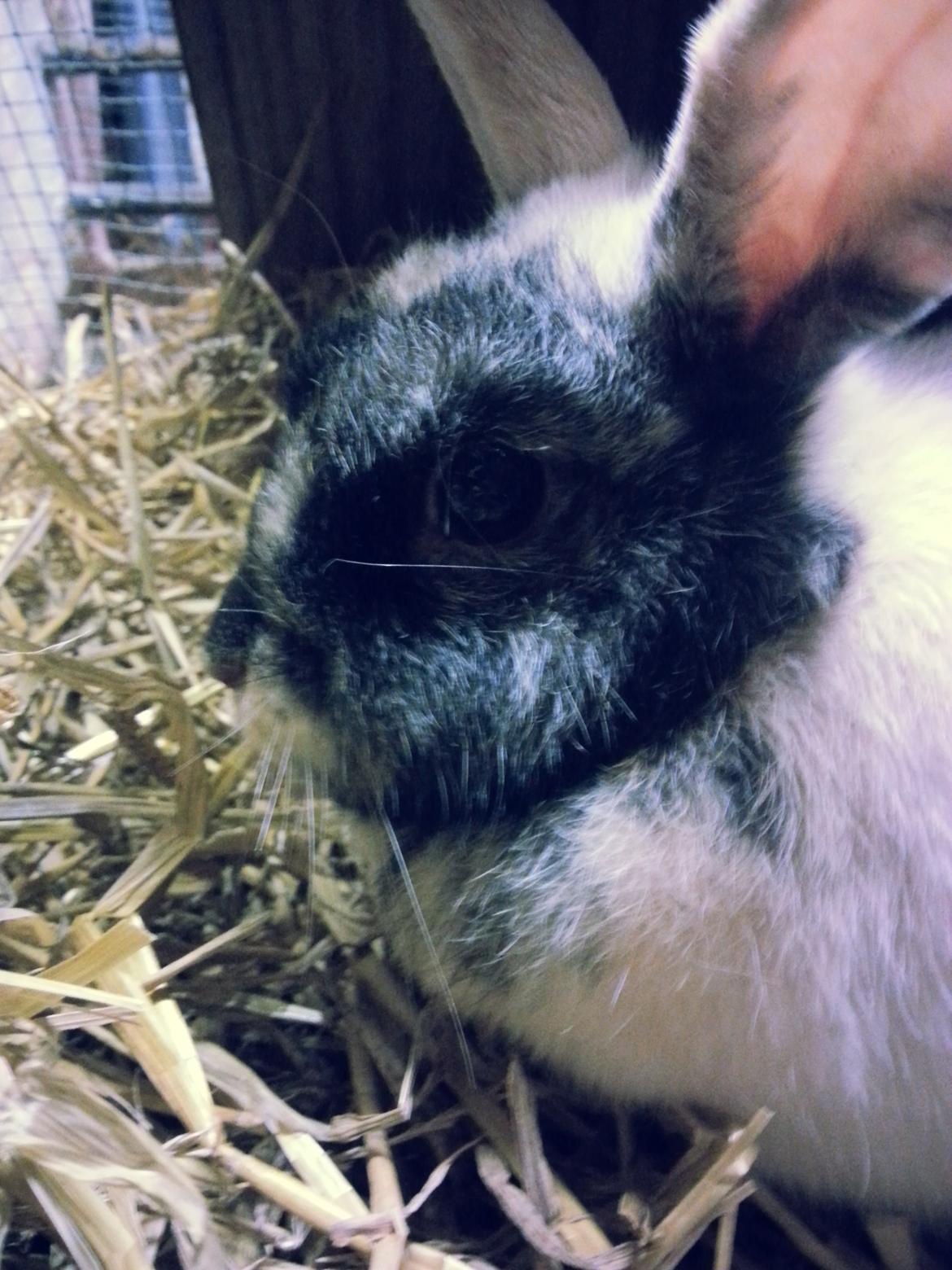 Kanin <3 Mulle <3 - <3 billede 15