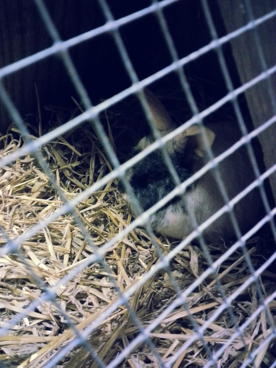 Kanin <3 Mulle <3 - Mulle i løbegården <3 billede 16