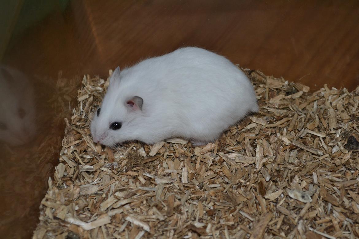 Dværghamster Kwo's Ambrosia billede 1