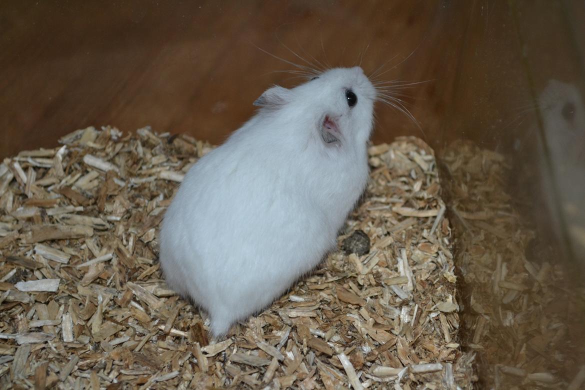 Dværghamster Kwo's Ambrosia billede 2