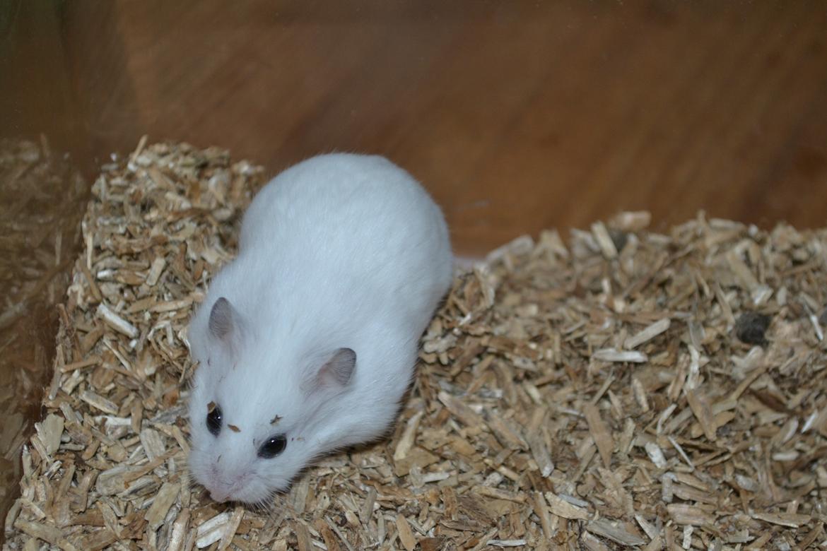 Dværghamster Kwo's Ambrosia billede 3