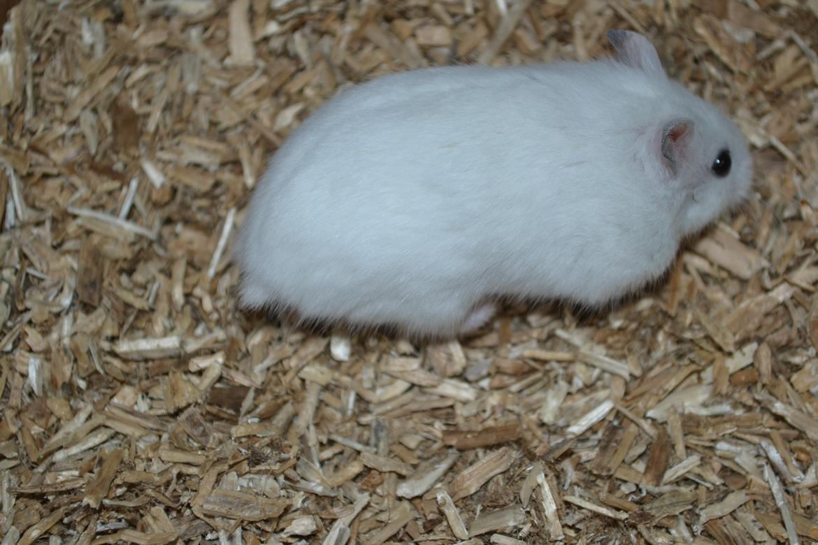 Dværghamster Kwo's Ambrosia billede 4
