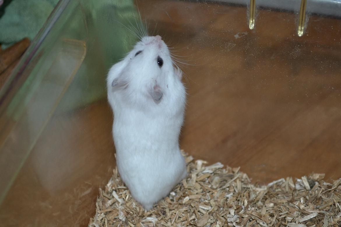 Dværghamster Kwo's Ambrosia billede 5