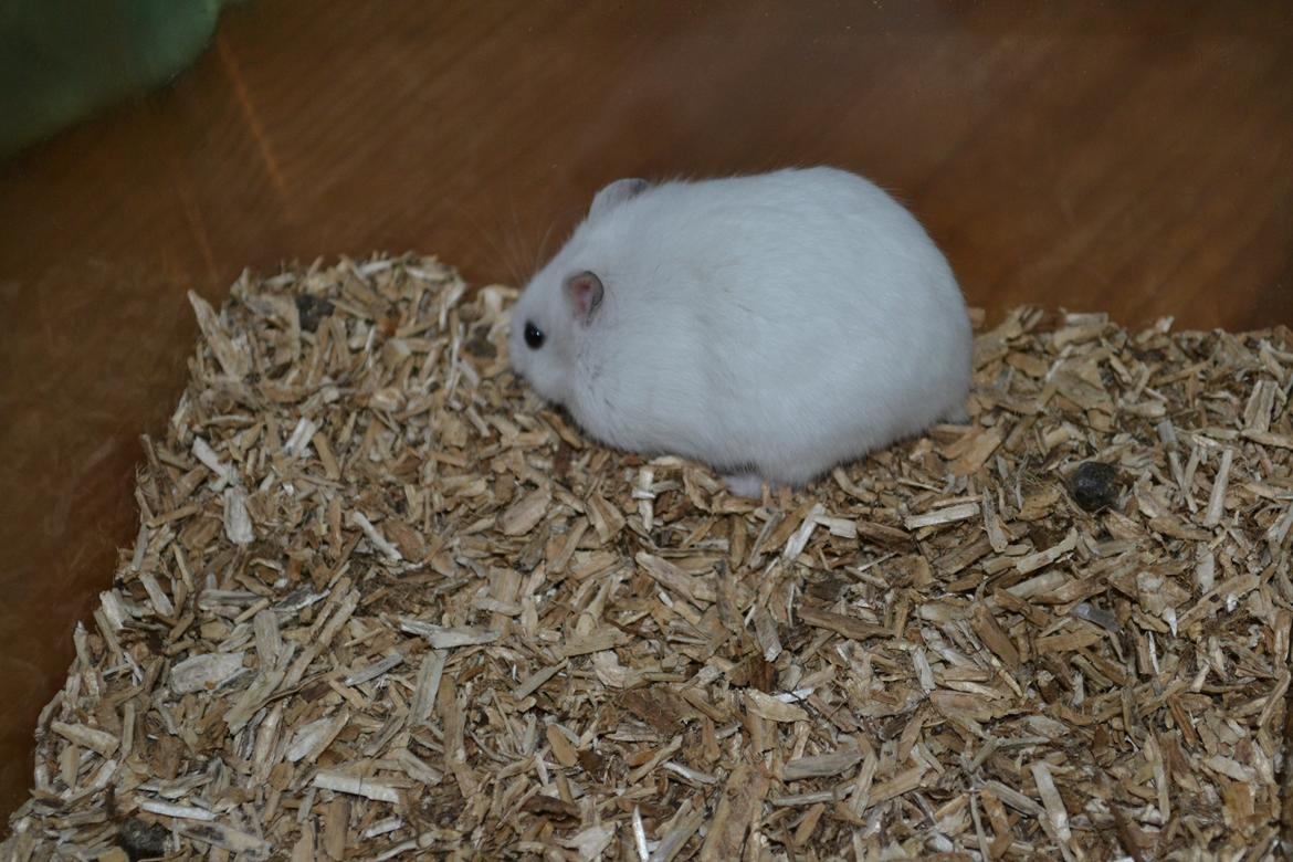 Dværghamster Kwo's Ambrosia billede 6