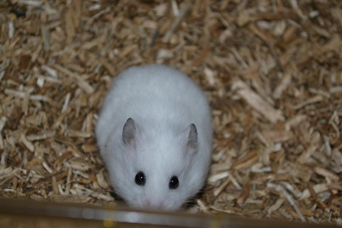 Dværghamster Kwo's Ambrosia billede 7