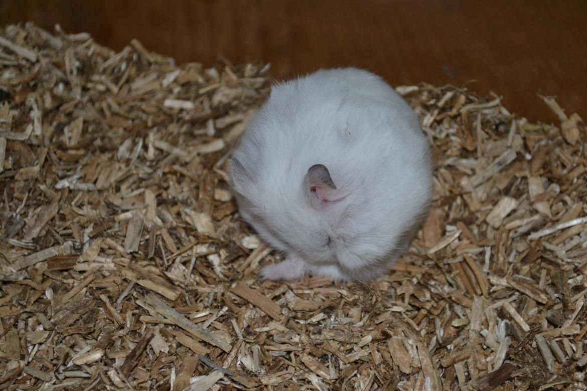 Dværghamster Kwo's Ambrosia billede 8