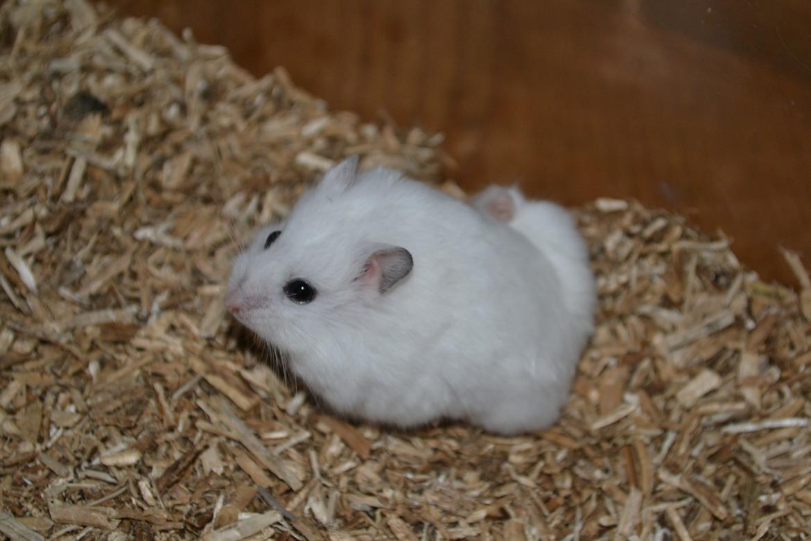 Dværghamster Kwo's Ambrosia billede 9