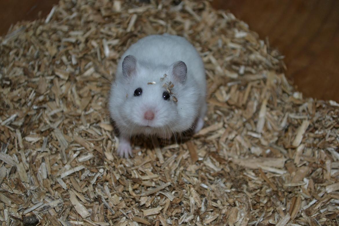 Dværghamster Kwo's Ambrosia billede 10