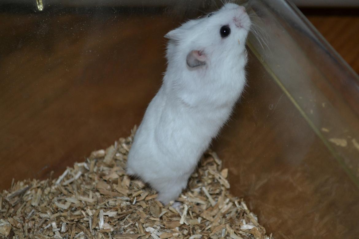Dværghamster Kwo's Ambrosia billede 11