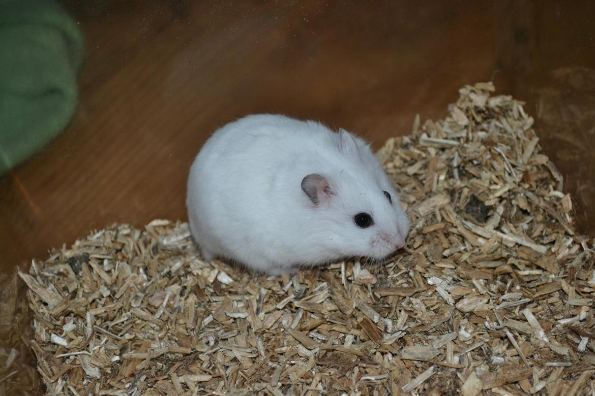 Dværghamster Kwo's Ambrosia billede 12