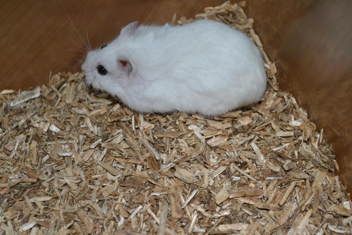 Dværghamster Kwo's Ambrosia billede 13