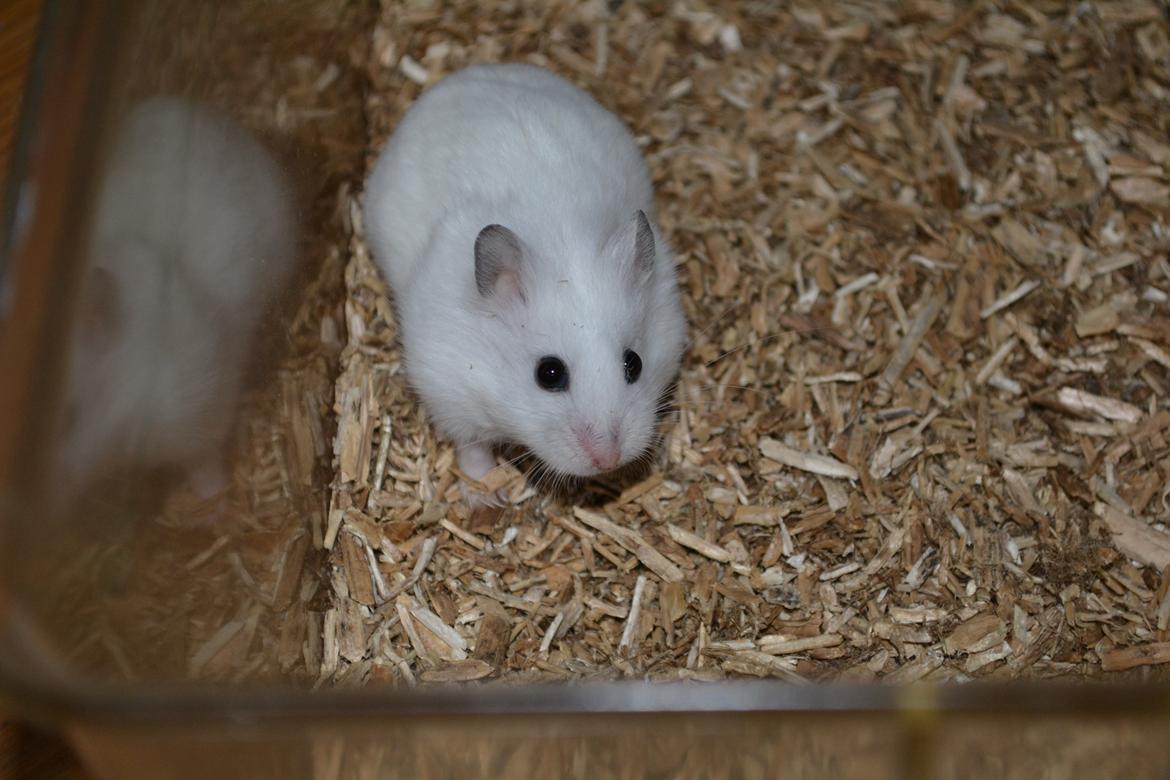 Dværghamster Kwo's Ambrosia billede 14