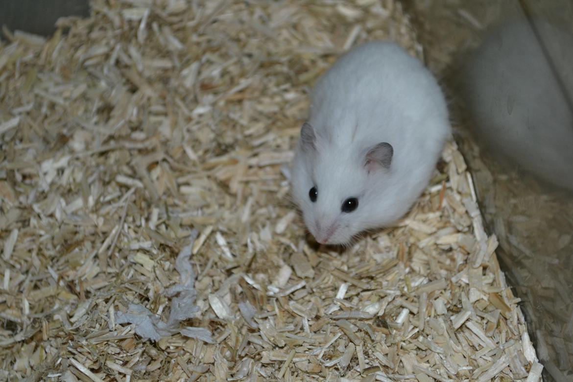 Dværghamster Kwo's Ambrosia billede 15