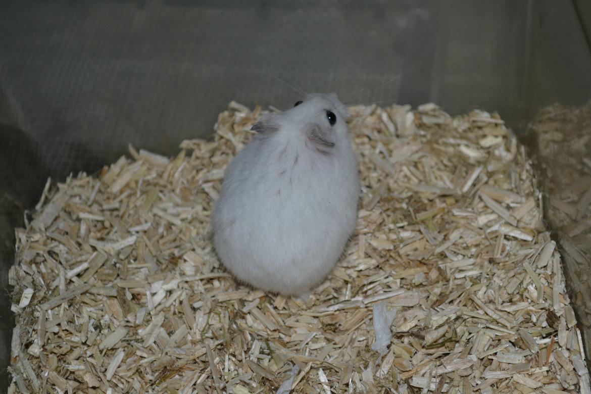 Dværghamster Kwo's Ambrosia billede 16