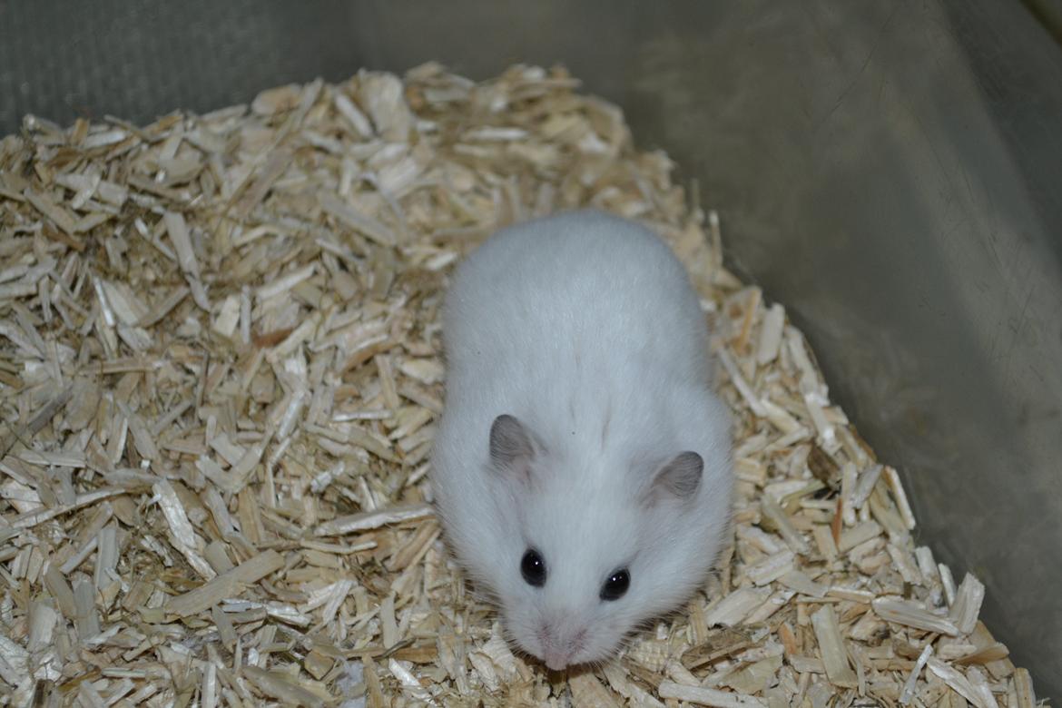 Dværghamster Kwo's Ambrosia billede 17