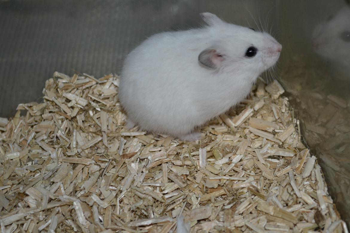 Dværghamster Kwo's Ambrosia billede 18