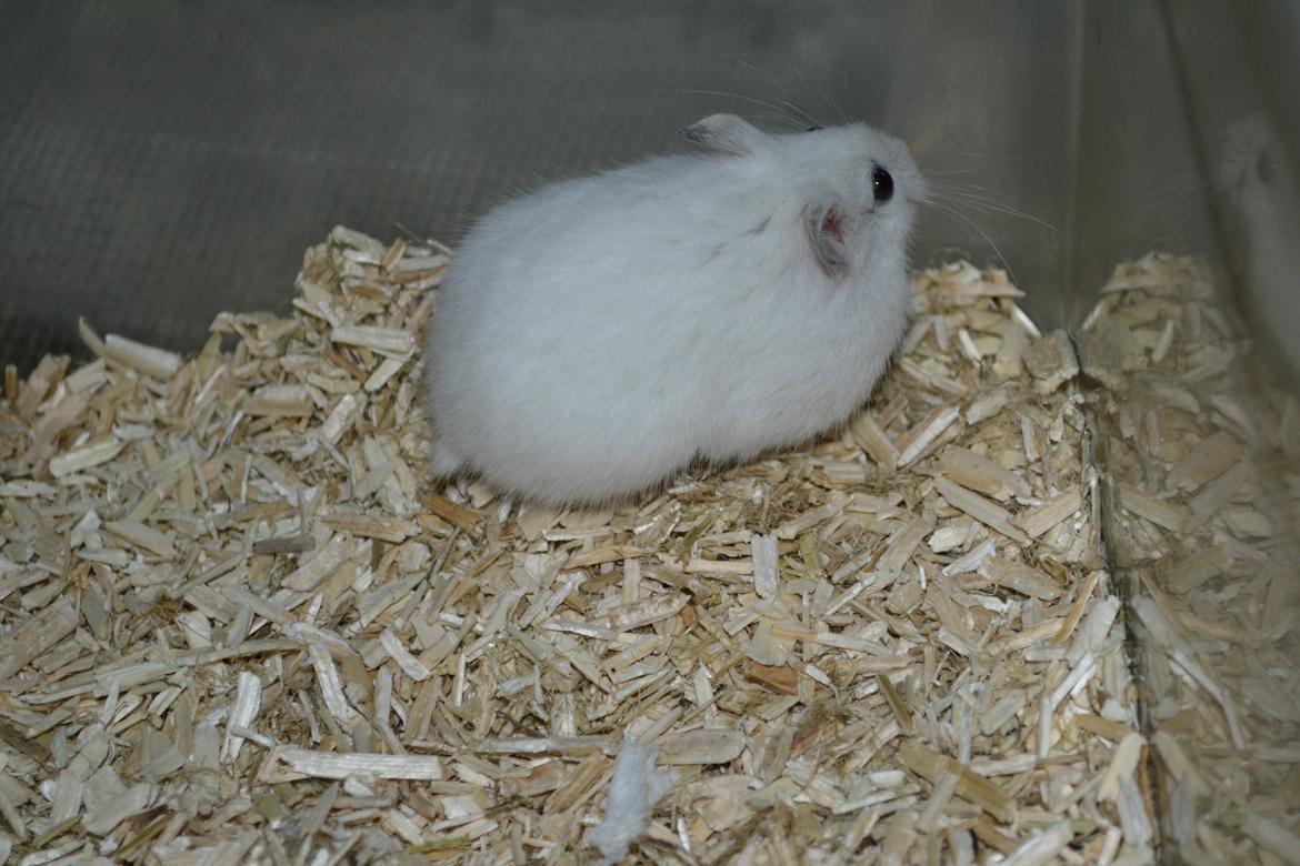 Dværghamster Kwo's Ambrosia billede 19