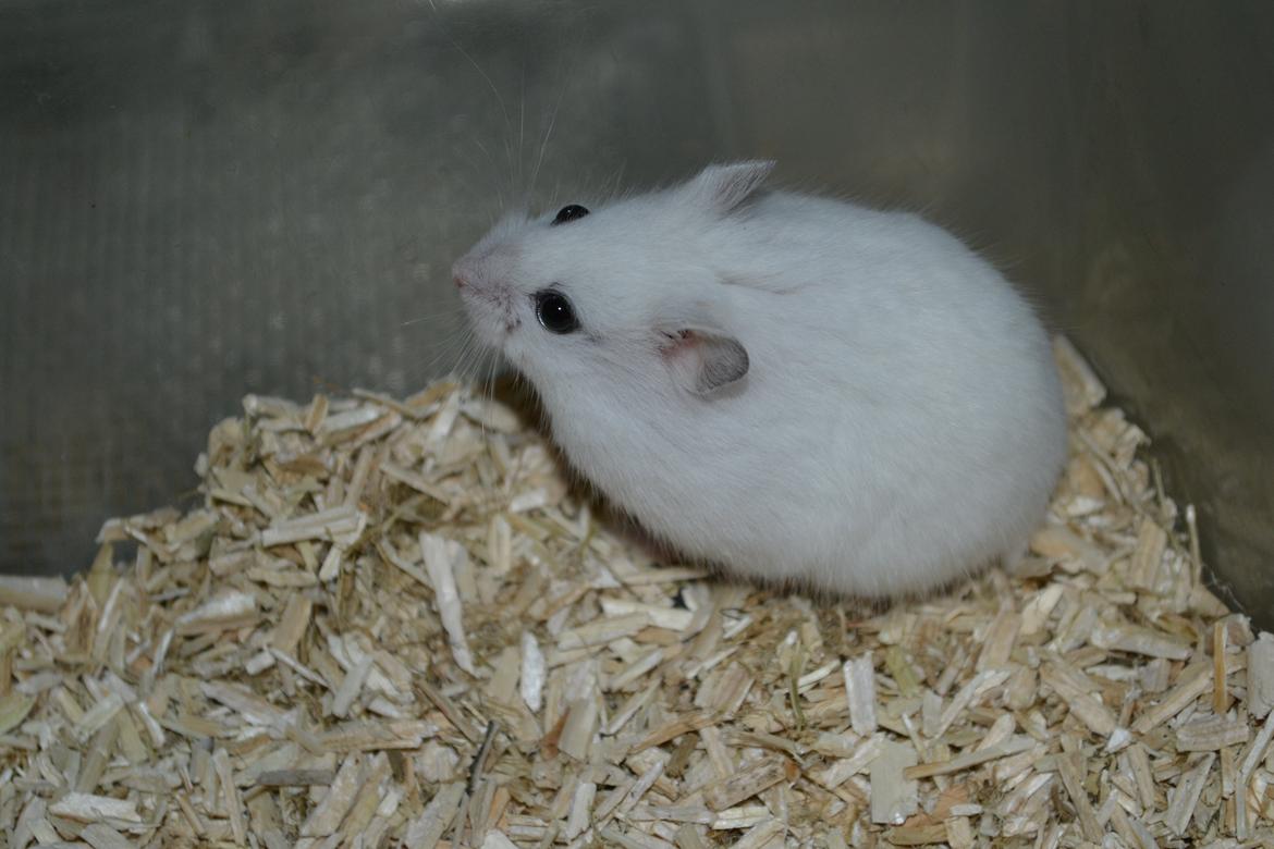 Dværghamster Kwo's Ambrosia billede 20