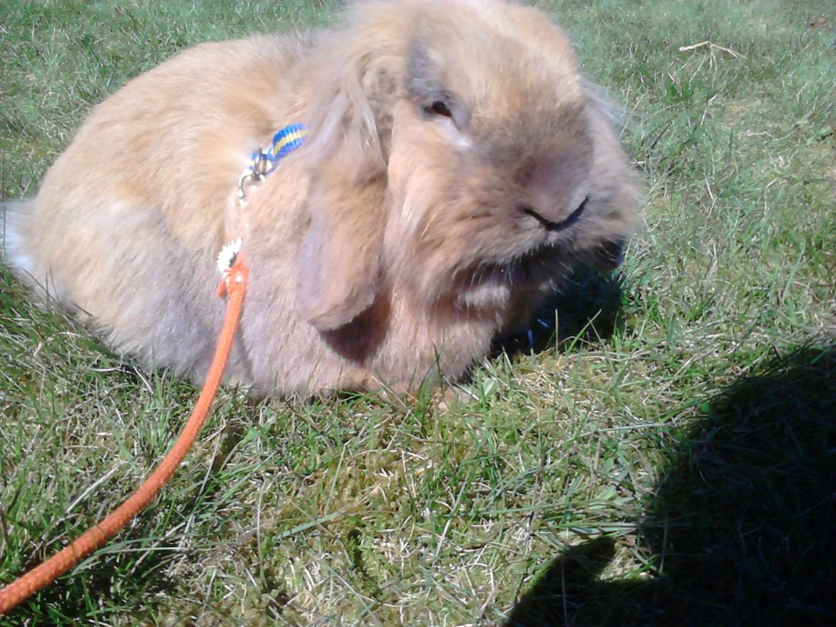 Kanin Jordbærgårdens Exotic Kaki - Kaki<3 billede 1