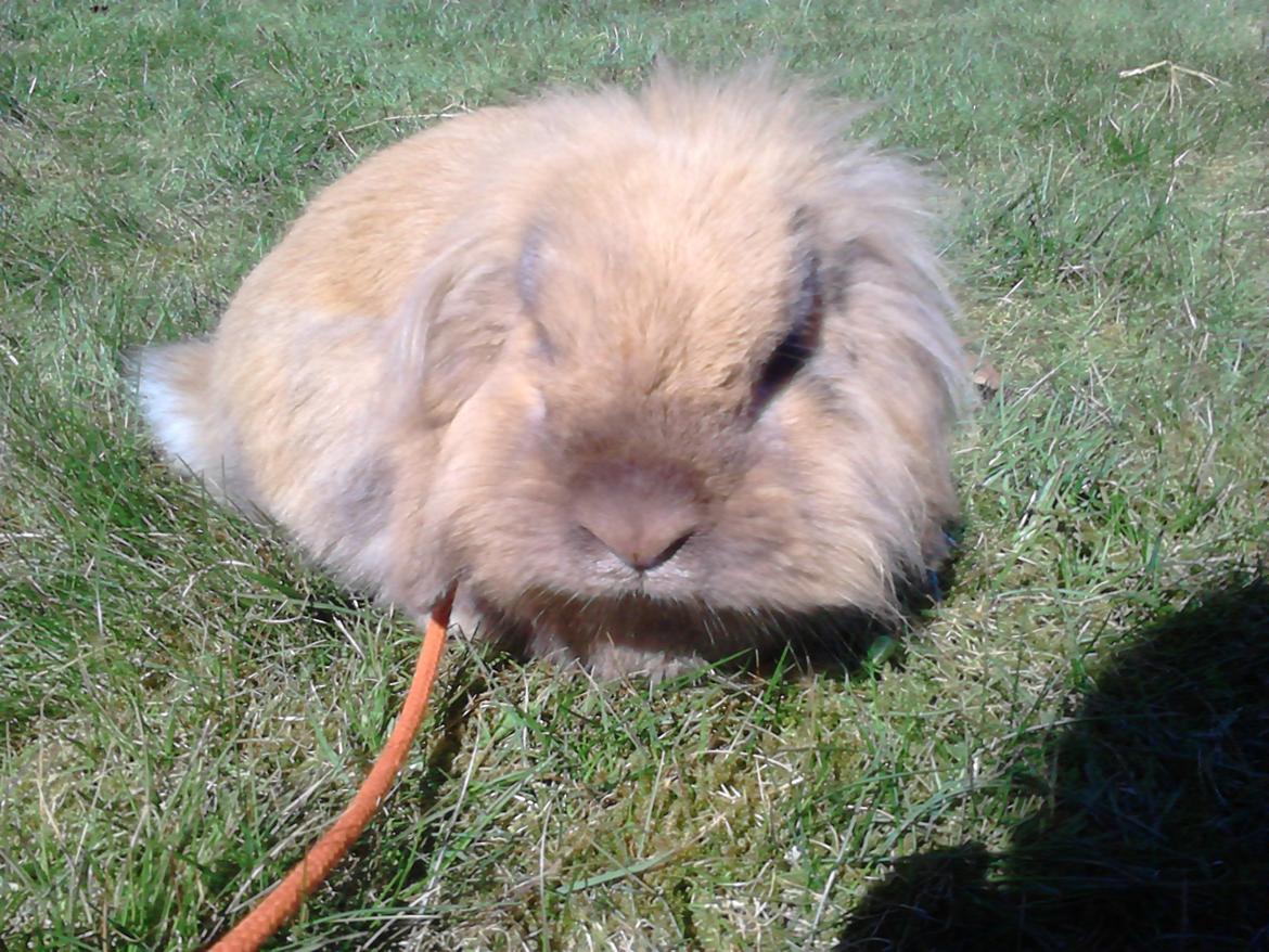 Kanin Jordbærgårdens Exotic Kaki - <3<3 billede 2