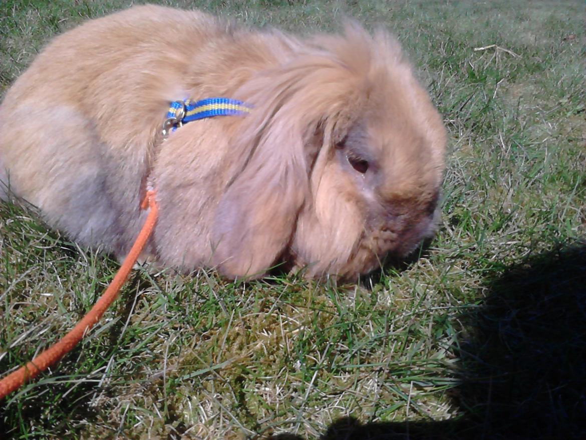 Kanin Jordbærgårdens Exotic Kaki - :-D billede 3