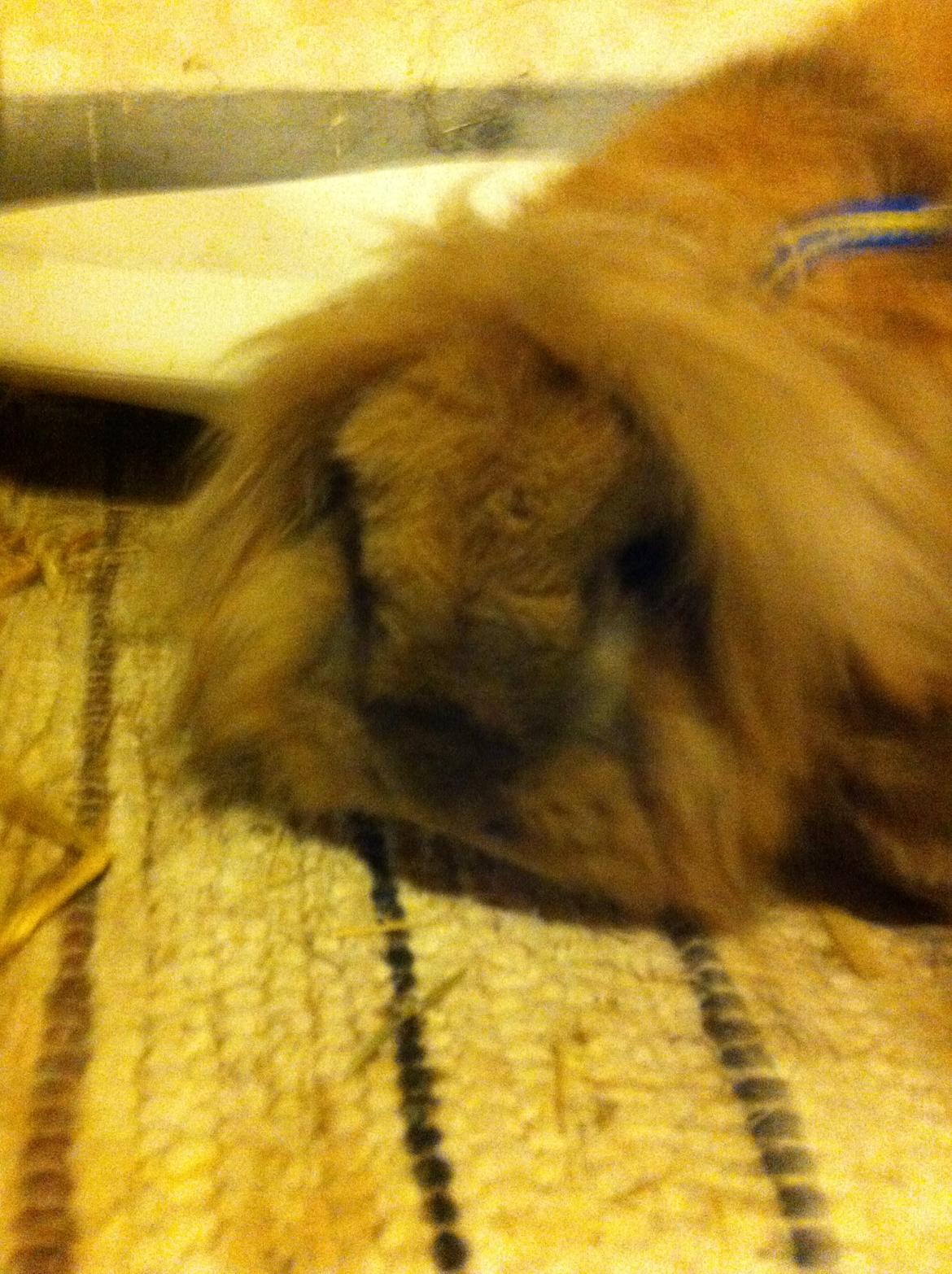 Kanin Jordbærgårdens Exotic Kaki - <3<3<3<3<3 billede 4