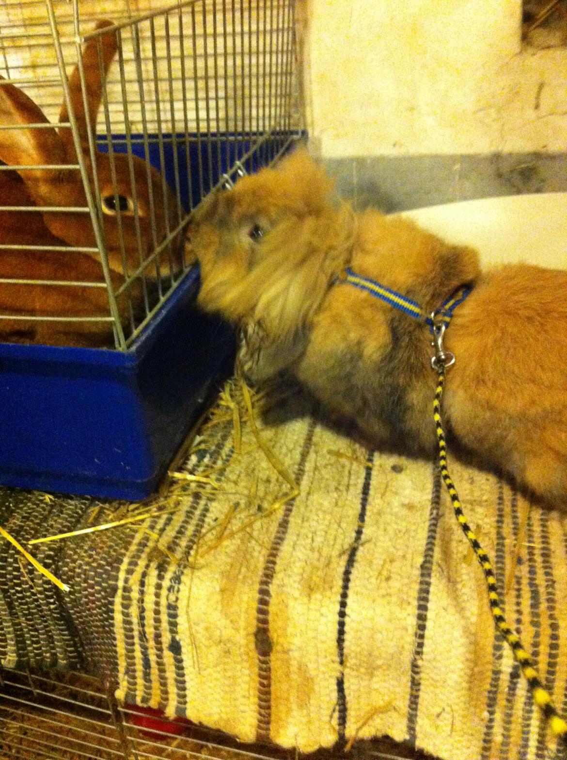 Kanin Jordbærgårdens Exotic Kaki - Kaki snakker med en anden kanin<3 billede 5