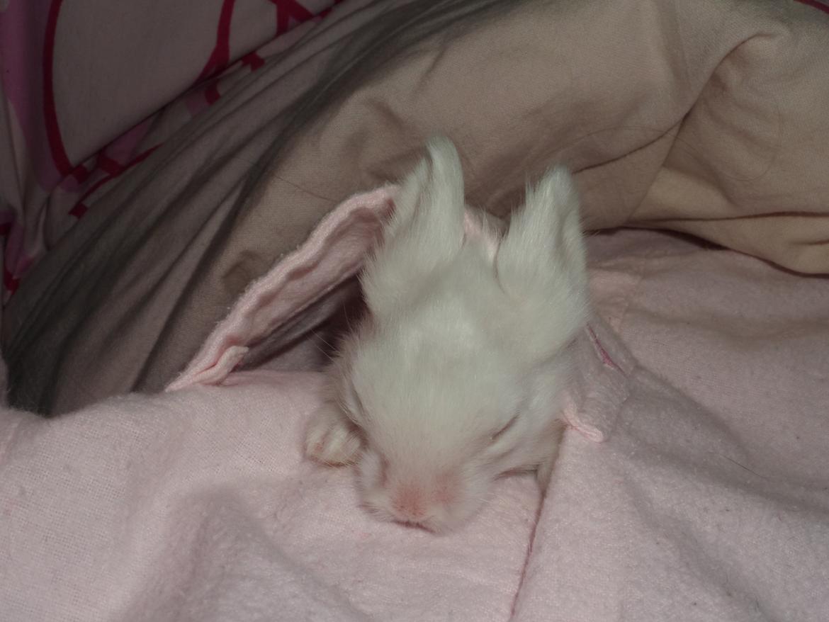 Kanin Bjørnholts Bella - Bella putter i lommen i min pyjamas <3 13 nov 2013 billede 10