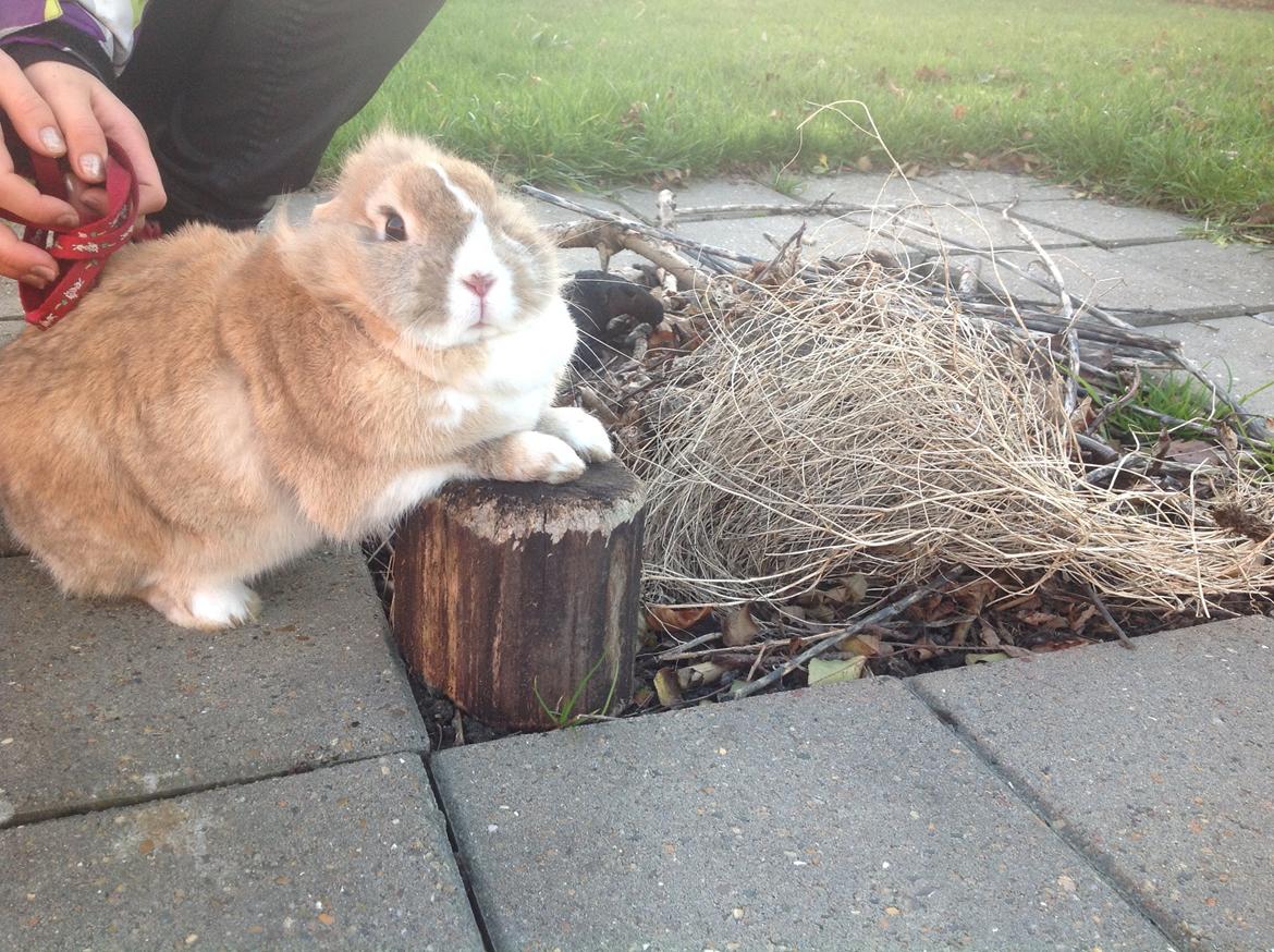 Kanin Sally billede 26