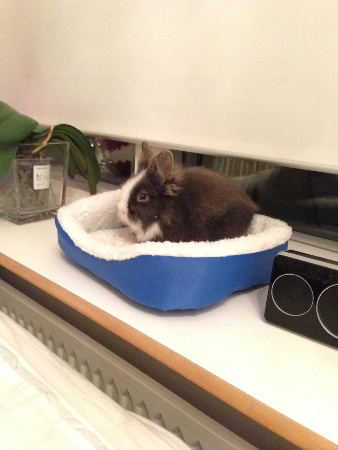 Kanin Noah - Noah, har fundet sit yndlingsted, i min (lave) vindueskarm, i sin seng billede 5