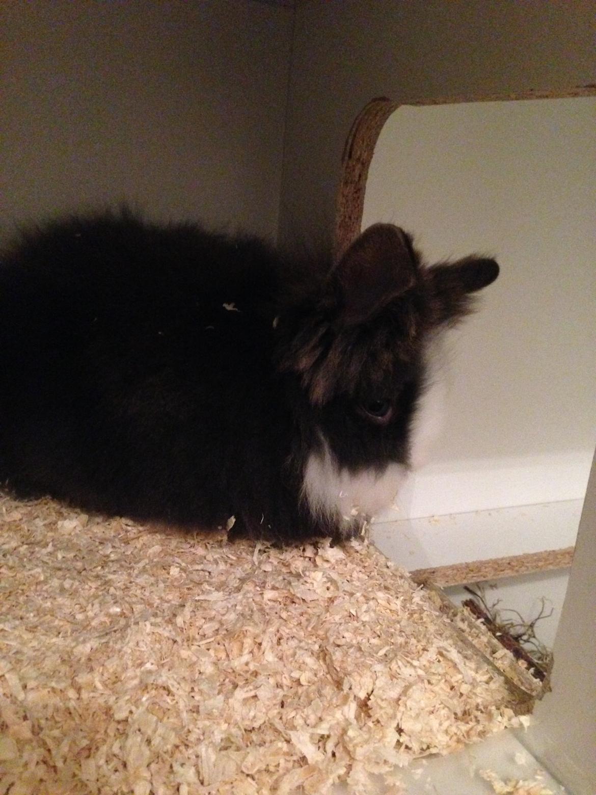 Kanin Noah - Noah overvejer lige om han nu også tør gå ned af den trappe i sit nye bur billede 6