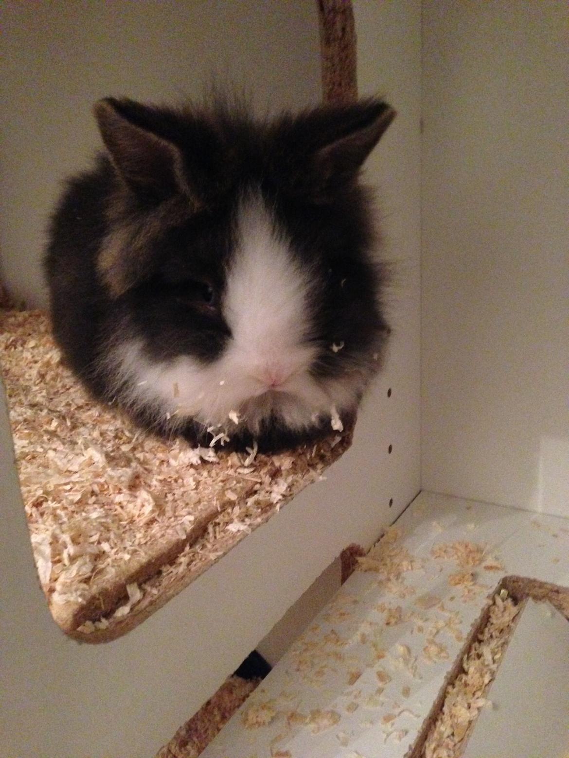 Kanin Noah - Noah, ca 8 uger gammel billede 7