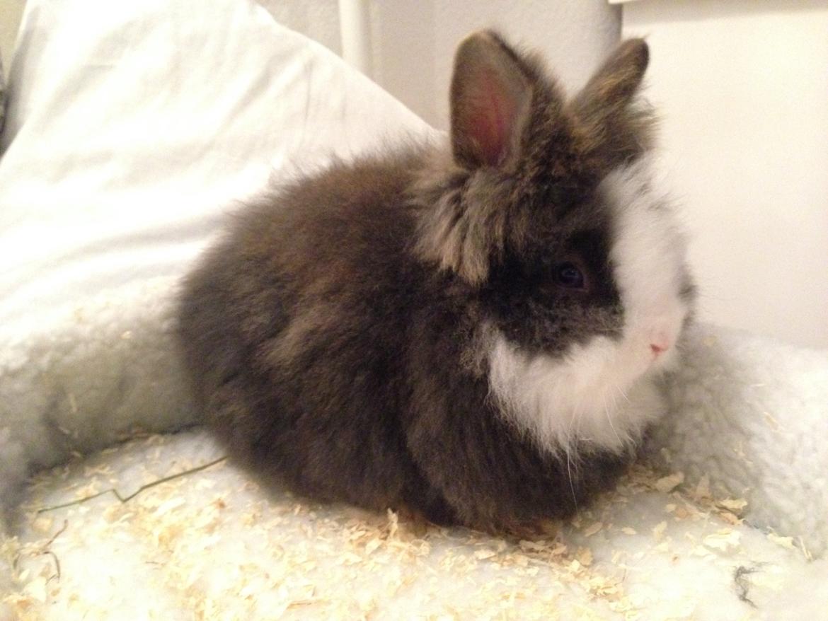 Kanin Noah - Noah, ca 8 uger gammel billede 8