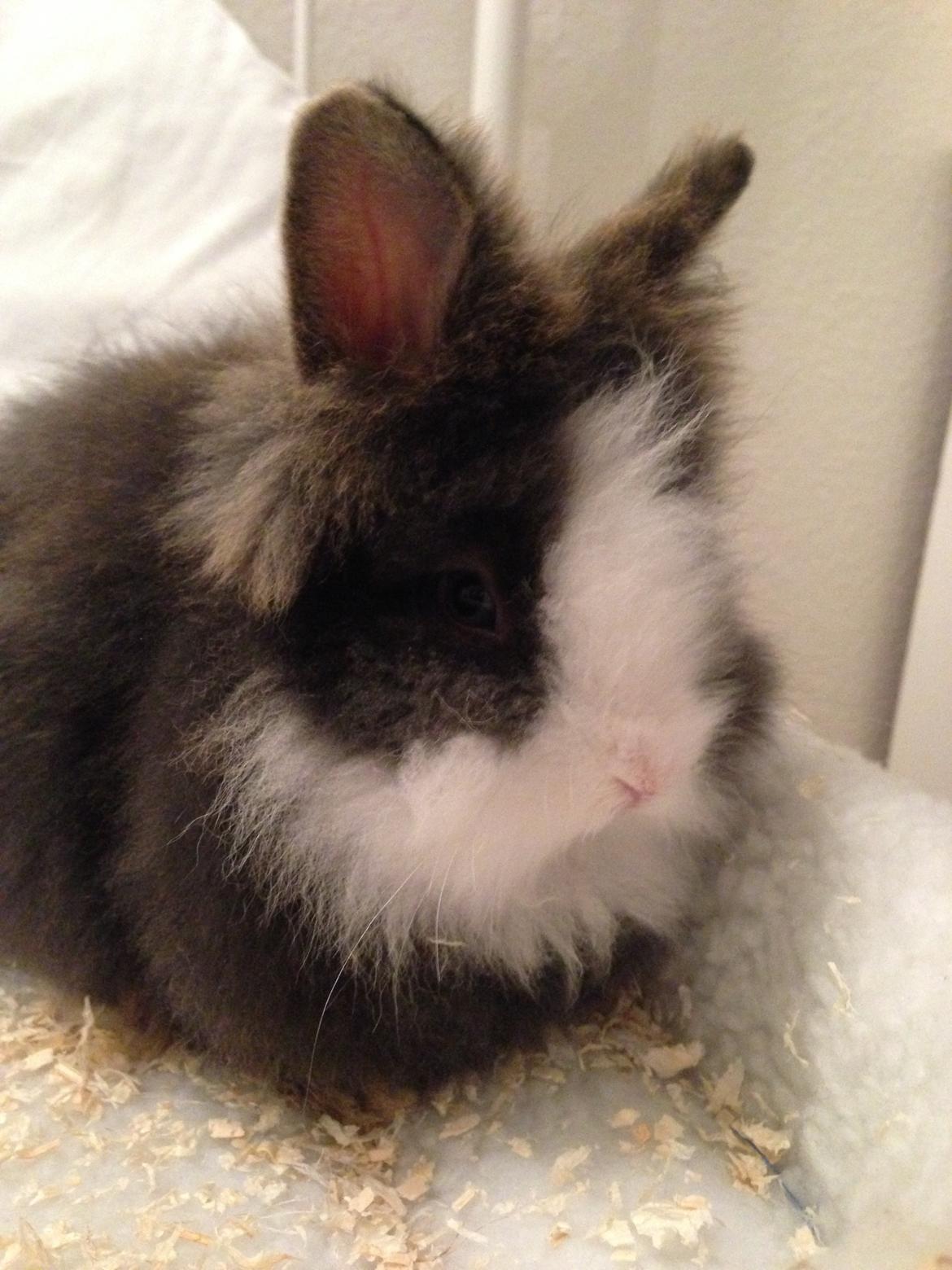 Kanin Noah - Noah, ca 8 uger gammel billede 9