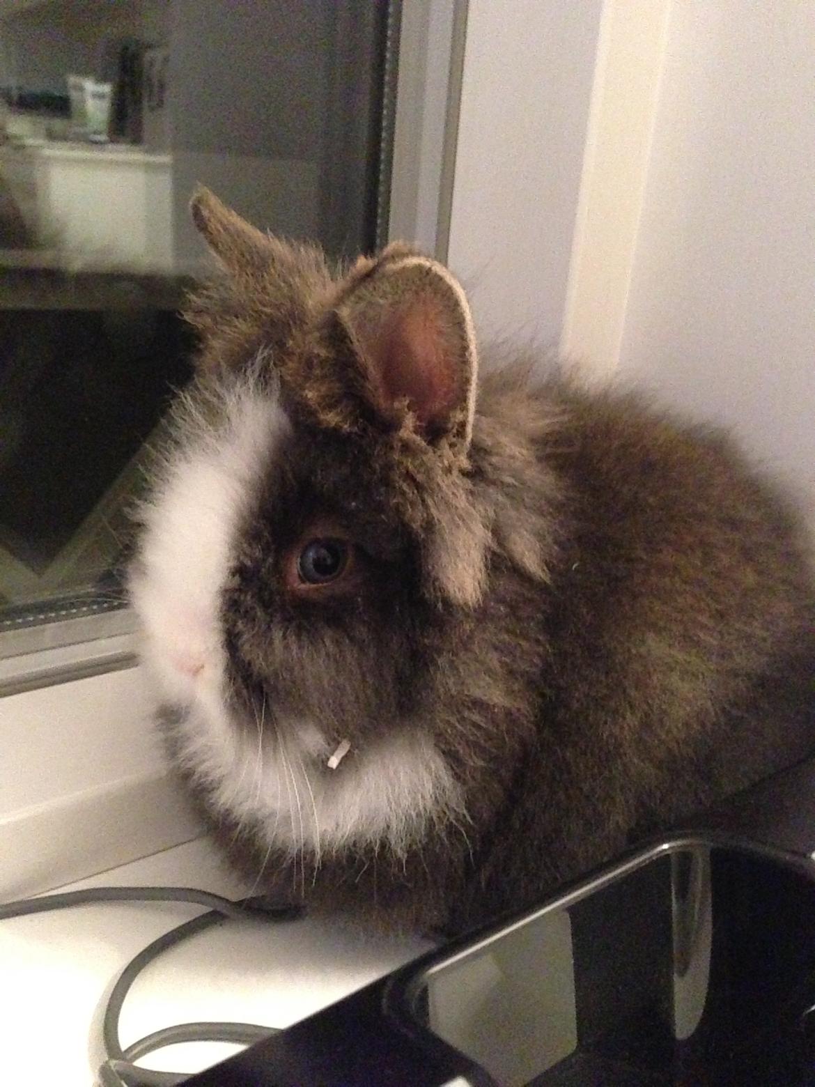 Kanin Noah - Noah, ca 8 uger gammel billede 10