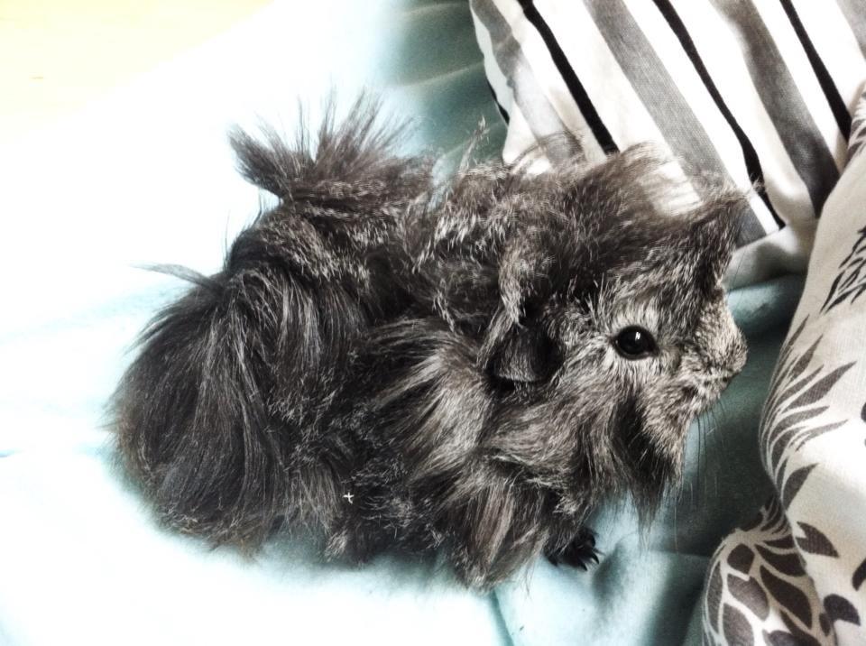 Marsvin Elliot billede 1