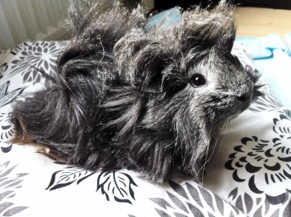 Marsvin Elliot billede 3