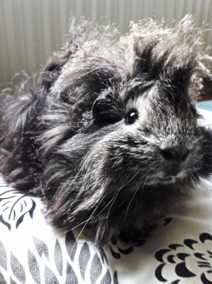 Marsvin Elliot billede 4