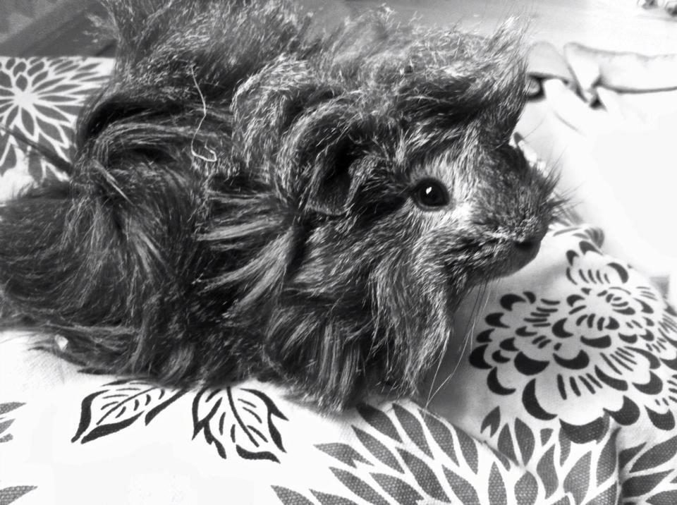 Marsvin Elliot billede 5